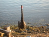 black swan1.jpg